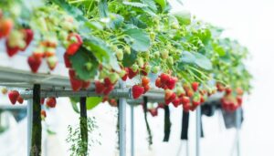 hydroponic strawberries